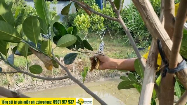 KỸ THUẬT CẮT TỈA CÀNH CHO VƯỜN MÍT RUỘT ĐỎ XƠ VÀNG 9 THÁNG TUỔI смотреть онлайн