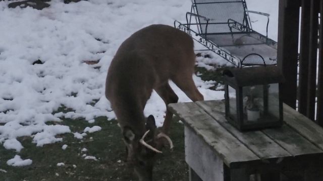 Buck out my kitchen window: ❤️...wildflower briar attached to his neck, yikes 😬 смотреть онлайн