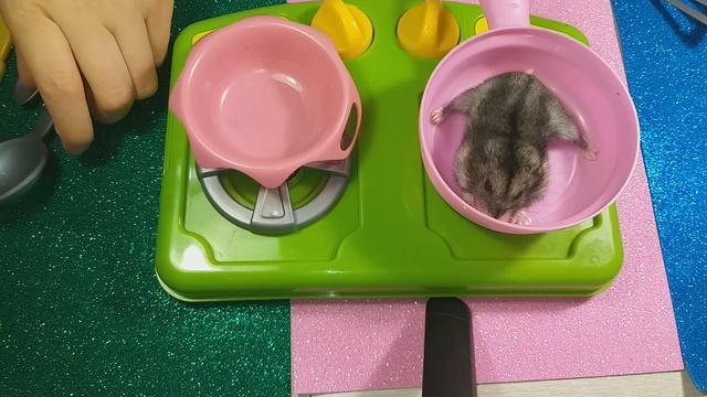 Хомяк в лабиринте! Симка на сковороде! Hamster in the maze! Simcam in the pan! смотреть онлайн