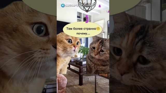 Пластика эконом #мыкотики #вмем #разговор #анекдот #шутки #кот #юмор #смешное #прикольно #мемы #cat смотреть онлайн