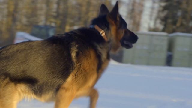 Cube GPS Tracker Collar Attachment Clips смотреть онлайн