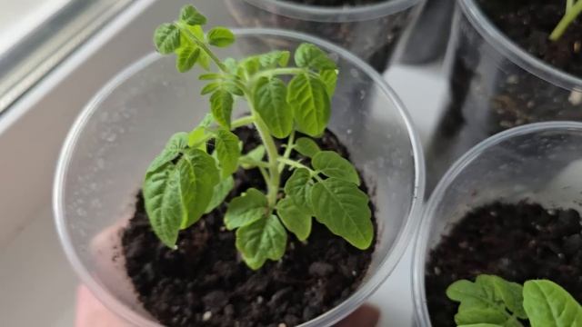 ДЛЯ РОСТА КОРНЕЙ И ОТ ВЫТЯГИВАНИЯ РАССАДЫ! КОРНЕВАЯ У РАССАДЫ ПРЁТ КАК НА ДРОЖЖАХ! смотреть онлайн