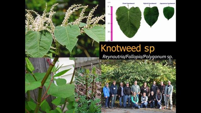Nicole Kimmel - New, Strange Weeds to Watch For смотреть онлайн