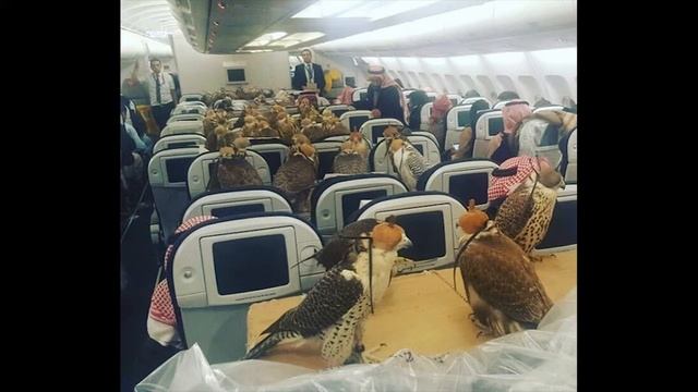 Saudi prince books airplane seats to fly his 80 pet смотреть онлайн