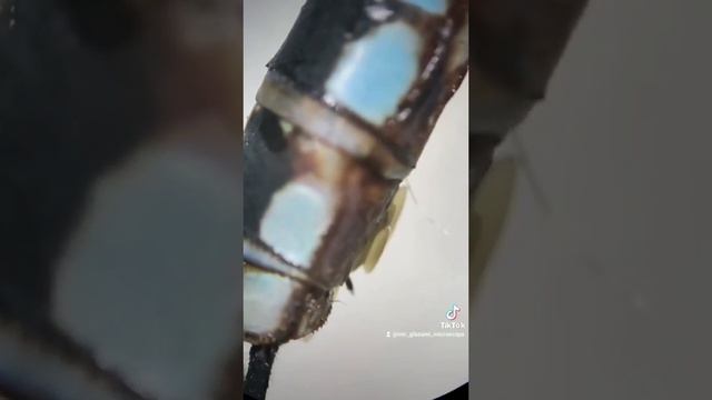 Исследуем стрекозу