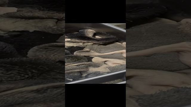 ВЕО Старая Граница