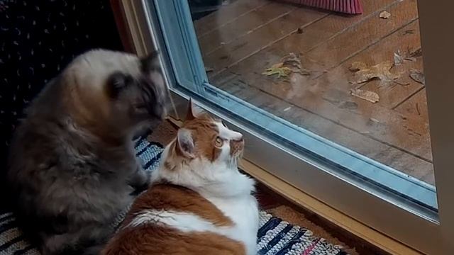 Funny Cat and Squirrel At The Window смотреть онлайн