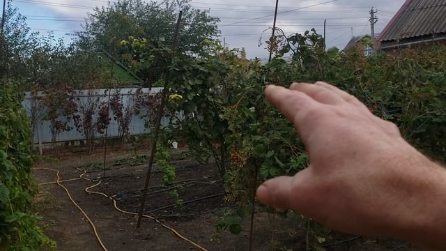 Размножение ежевики макушками. Сорт Коламбия Санрайз. смотреть онлайн