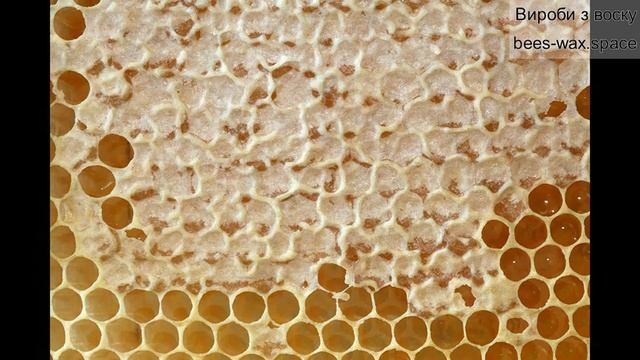 5 цікавих фактів про віск смотреть онлайн