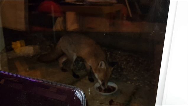 Friendly Fox Feeding Outside Our Patio Door - Feeding Foxes смотреть онлайн