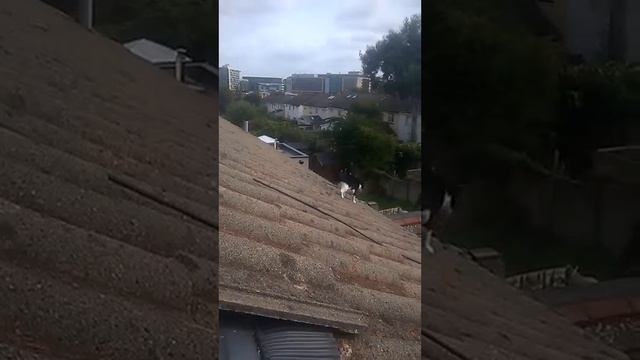 our kitty 🐱 Krishna climbing out the attic window смотреть онлайн