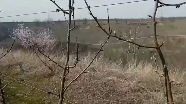 #Apple orchard of high density plants#beautiful place to visit#will be thrilled#wanigam pattan смотреть онлайн