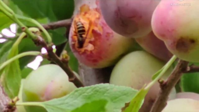 The most exciting part is harvesting plums this season. Apples and pears are soon to harvest. смотреть онлайн