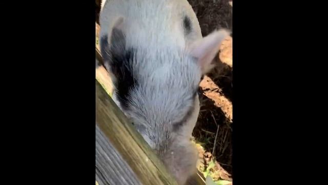 Mini pigs eating apples смотреть онлайн