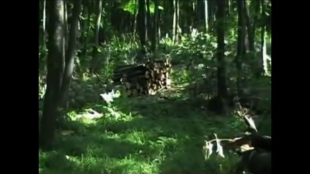 Кражби на дърва в село Овчарово Шуменско смотреть онлайн