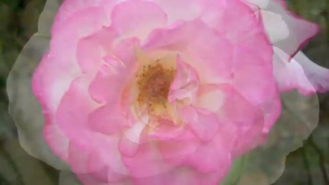 ♫ English Rose - Intuitive Harp Music смотреть онлайн