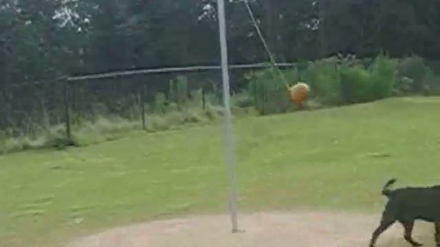 Tetherball Dogs смотреть онлайн