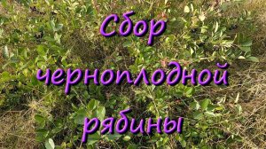 Черноплодная Ягода Когда Собирать Черноплодную Рябину Что Делать С Черноплодной