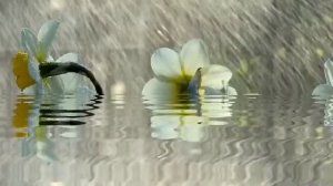 Тонги зикрлар / Эрталабки дуо/ дуолар/ зикрлар