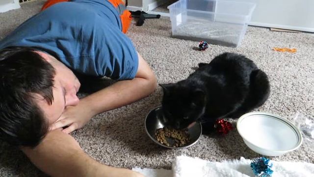 There Is A Stray Cat In Our Apartment смотреть онлайн
