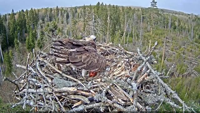 The first egg 2019 (16:57) смотреть онлайн