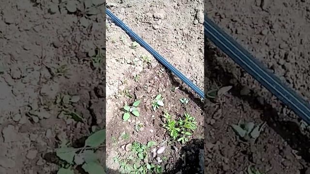 Микросапка для лунок смотреть онлайн