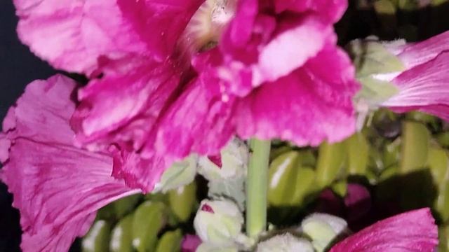 Beautiful Rose Night Mood 4K Night Mood смотреть онлайн