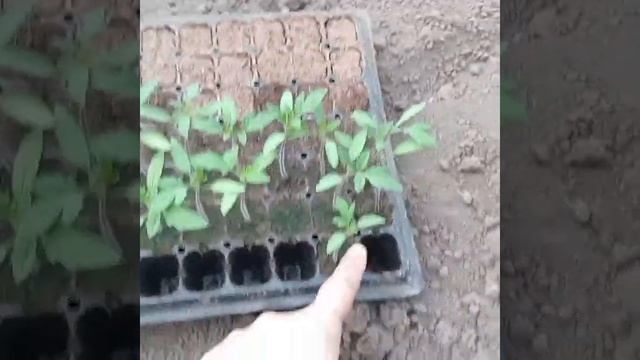 ПЕРЕВАЛКА ПИКИРОВКА КУЛЬТИМАР смотреть онлайн