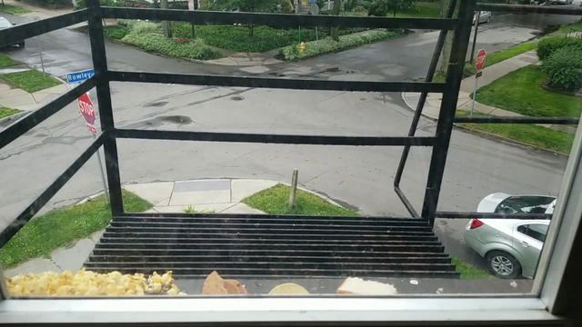 Squirrel Window Cam live смотреть онлайн