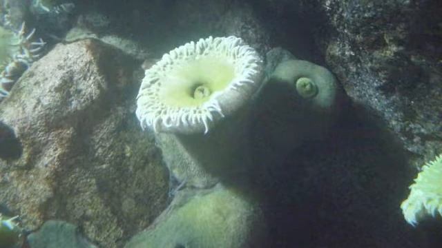 aquarium.wmv смотреть онлайн