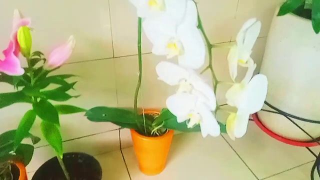 Keseharian Bang Ifang Merawat Tanaman Hias ( Ber macam Macam Anggrek) смотреть онлайн