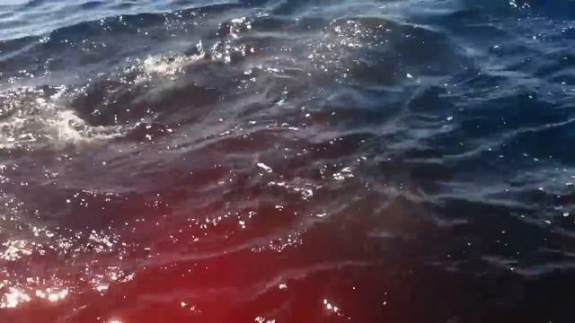Mako Shark Attacks Spinner Dolphin Next to the Boat смотреть онлайн