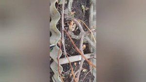 Октябрь 2022. Обрезка взрослых кустов винограда. Часть 1