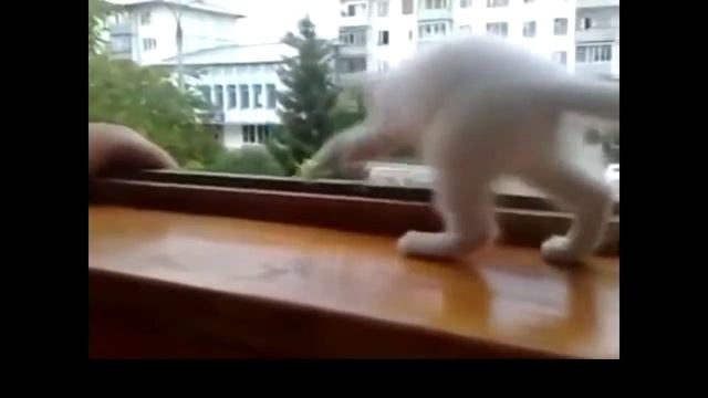 Cat tries to save owner's hand from falling out of the window смотреть онлайн
