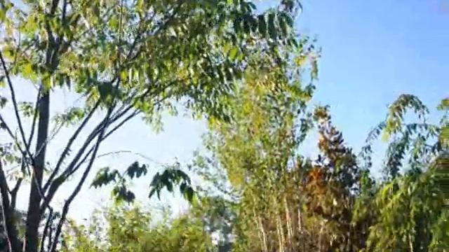 see The View from My Office Window at our Tree farm смотреть онлайн