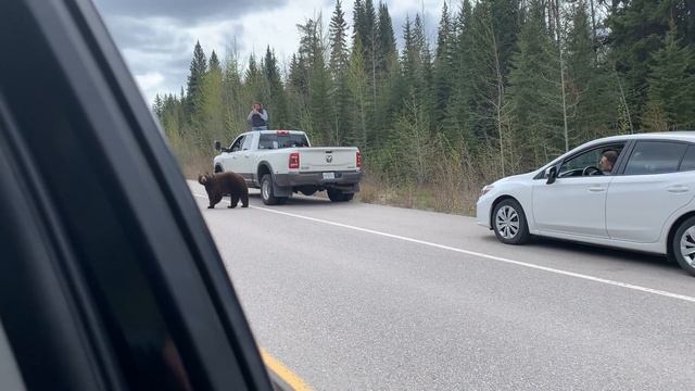 Bear plays I dare you to keep car window open смотреть онлайн