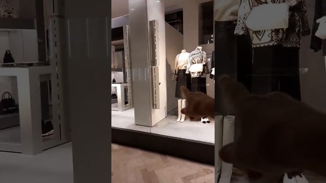 италия новое платье fisico падуя с пятницу ночью 18 сентября смотреть онлайн