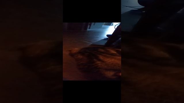 кошка #shorts (16 часть)