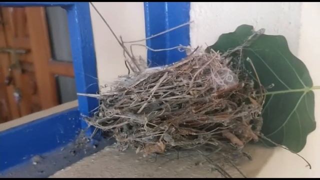 See the Nest. New Tiny Birds Are There. Near My Window смотреть онлайн