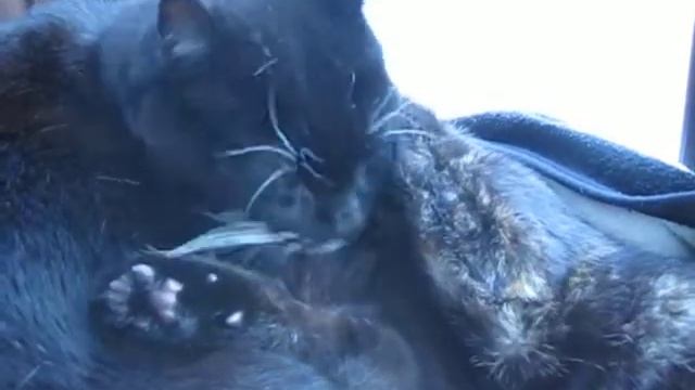 Titus and Millie enjoy a family cuddle in their window bed! смотреть онлайн