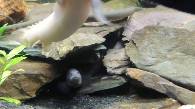 Oddball Tank update. смотреть онлайн