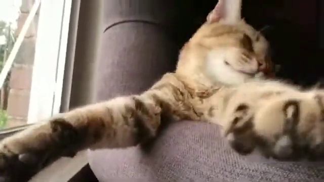 Tommy the Cat Enjoying His Window Seat смотреть онлайн