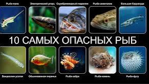 10 САМЫХ ОПАСНЫХ РЫБ В МИРЕ 3 ЧАСТЬ смотреть онлайн