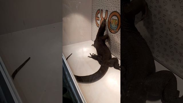 Рептилиум смотреть онлайн