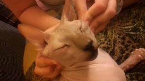 Сфинкс  Баз