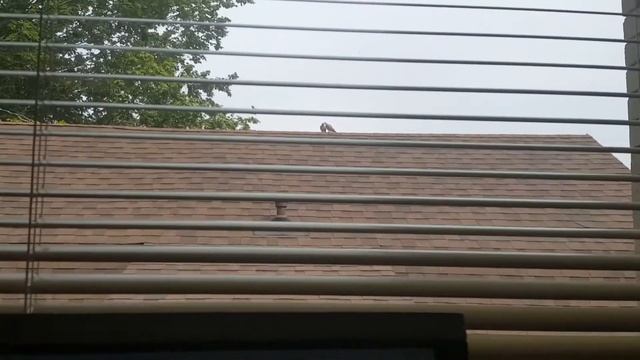 Love Birds!! View from my work desk window!! смотреть онлайн