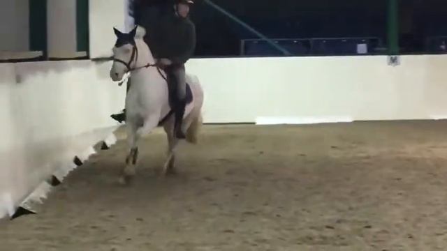 Super pony club / BS / hunting pony for sale смотреть онлайн