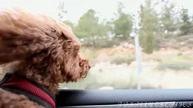 Cute dog looking out of car window#short смотреть онлайн