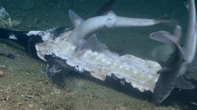 Oh My Grouper, Look at that Shark: Windows to the Deep 2019 смотреть онлайн
