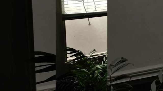 TANK: Formerly kept in a garage, he now has windows. смотреть онлайн